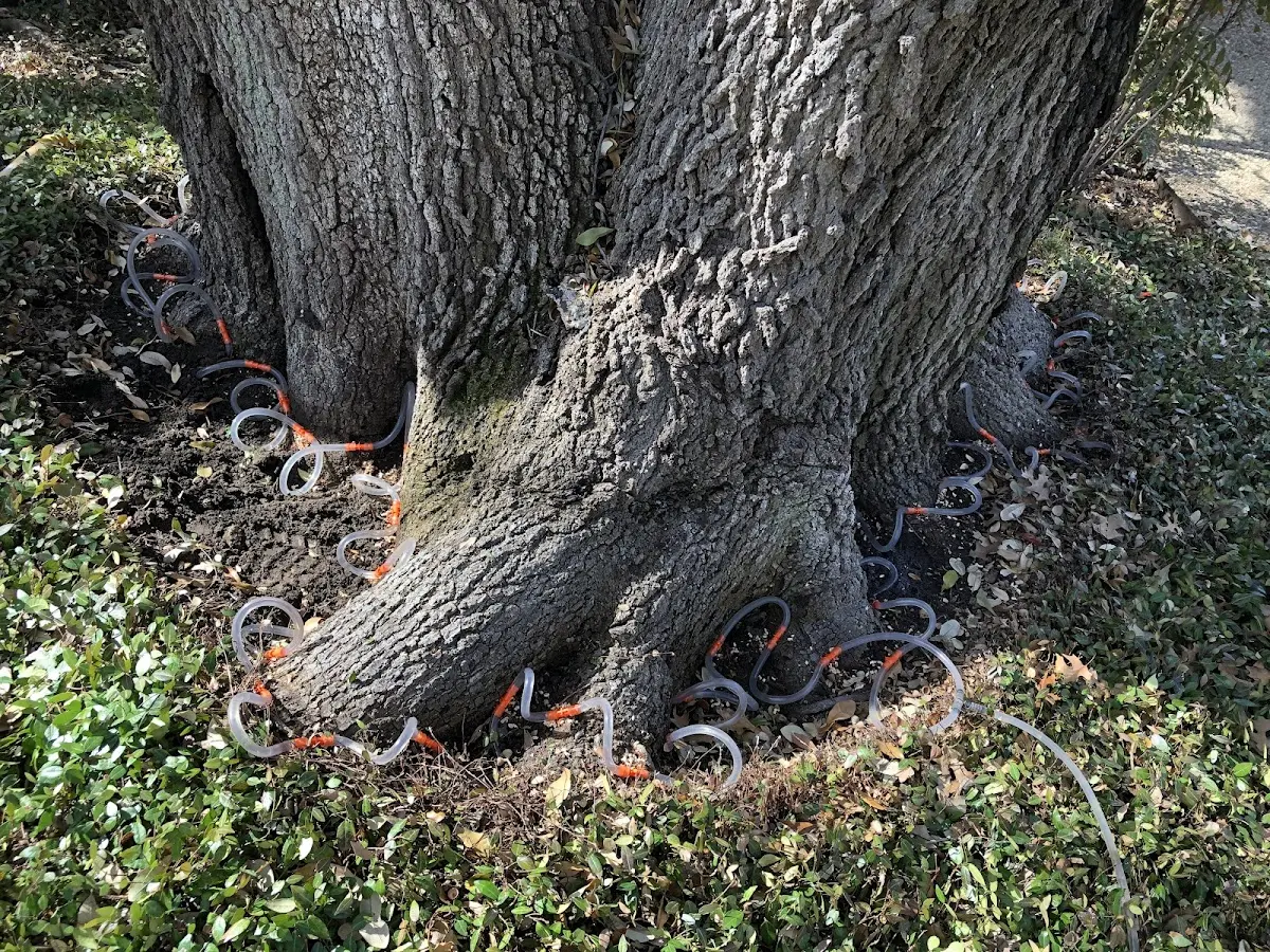 Detailed Tree Cabling and Bracing job site in Battleboro