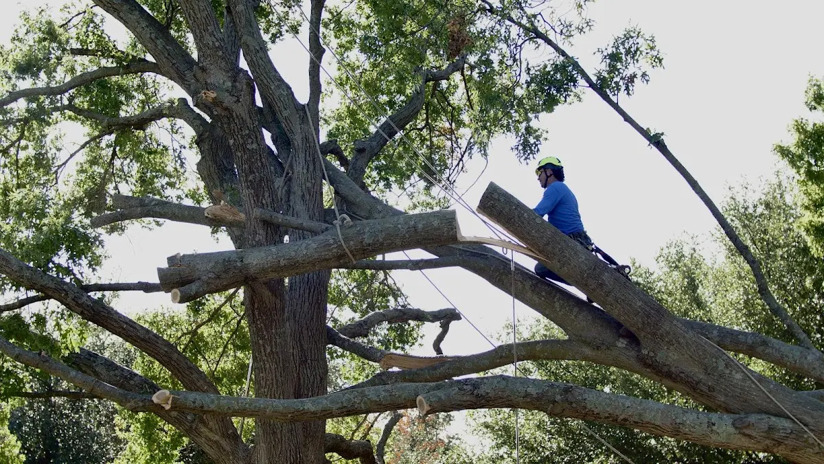 Professional Crown Thinning performed by certified arborists in Battleboro