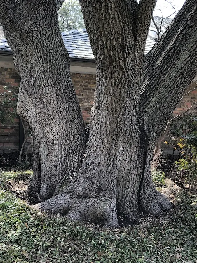 Mature heritage tree close to a Battleboro property cared for by certified arborists